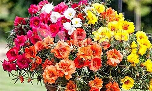 普安康宣肺止嗽合剂多少钱一盒-普安康宣肺止嗽合剂说明书网- 宣肺止嗽合剂价格知识,分享宣肺止咳合剂多少钱一瓶
